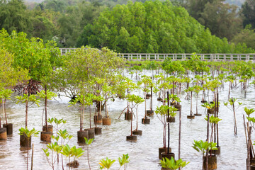 GESTION DES RESSOURCES NATURELLES