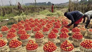 DEVELOPPEMENT RURAL INTEGRE